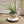 Load image into Gallery viewer, 007 - 80 Potted Plants - Ladybug Blossoms - Painted Door on Main