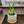 Load image into Gallery viewer, 007 - 80 Potted Plants - Ladybug Blossoms - Painted Door on Main