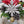 Load image into Gallery viewer, 113-27 Christmas Ornaments - Flickering Aromas