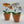 Load image into Gallery viewer, 009-08 Potted Daisies - A Touch Of Glass
