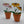 Load image into Gallery viewer, 009-08 Potted Daisies - A Touch Of Glass

