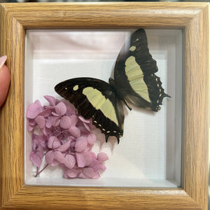 136 - 01 Butterfly Specimen Art - Bespoke YEG - Painted Door on Main