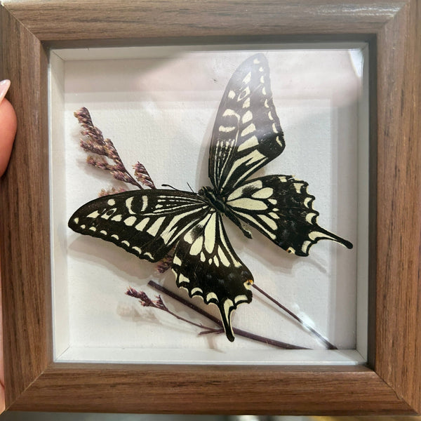 136 - 01 Butterfly Specimen Art - Bespoke YEG - Painted Door on Main