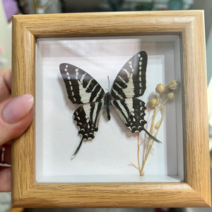 136 - 01 Butterfly Specimen Art - Bespoke YEG - Painted Door on Main