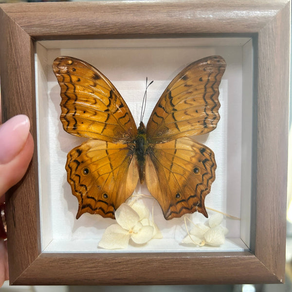 136 - 01 Butterfly Specimen Art - Bespoke YEG - Painted Door on Main