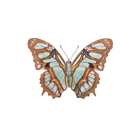 147 - 01 Butterfly Wing Earrings - Monarca Jewelry & Decor - Painted Door on Main