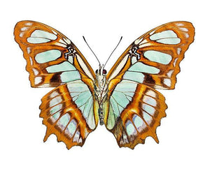 Geometric Butterfly Wing Earrings - Painted Door on Main - 147 Monarca Jewelry & Decor