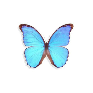 Geometric Butterfly Wing Earrings - Painted Door on Main - 147 Monarca Jewelry & Decor