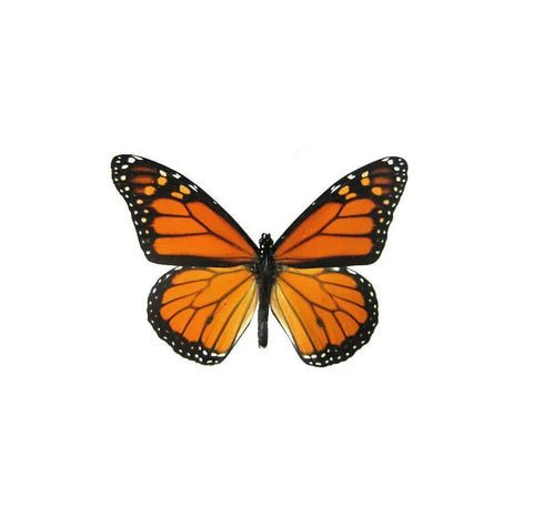 147 - 06 Single Real Wing Display - Monarca Jewelry & Decor - Painted Door on Main