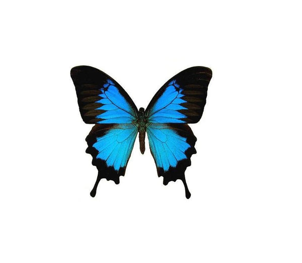 147 - 06 Single Real Wing Display - Monarca Jewelry & Decor - Painted Door on Main