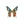 Real Butterfly Wing Display - Painted Door on Main - 147 Monarca Jewelry & Decor