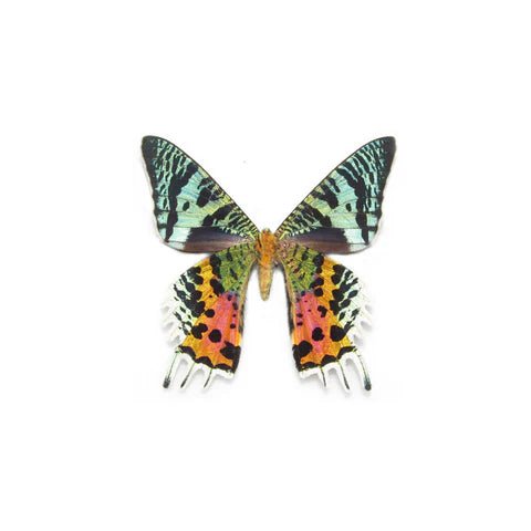 147 - 06 Single Real Wing Display - Monarca Jewelry & Decor - Painted Door on Main
