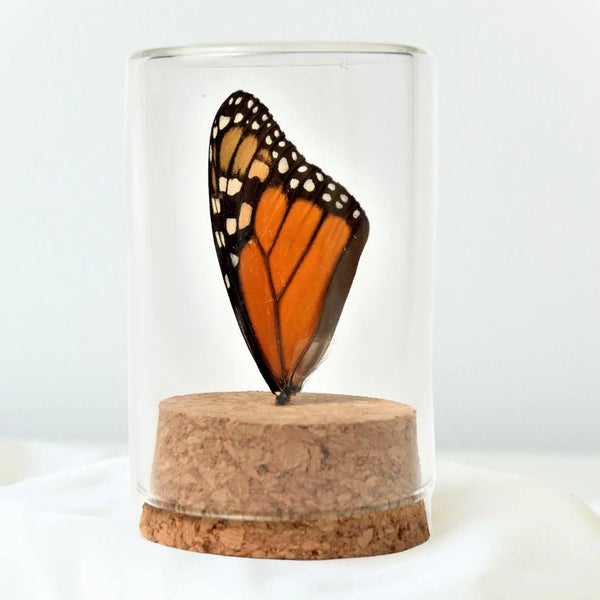 147 - 06 Single Real Wing Display - Monarca Jewelry & Decor - Painted Door on Main
