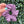 Load image into Gallery viewer, 155 - 02 Organic Bamboo Scrunchies - Alayna B &amp; Co. - Painted Door on Main
