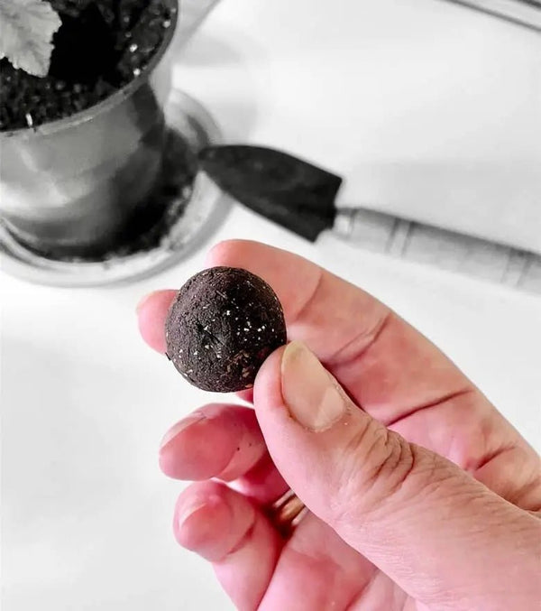 859 - 02 Seed Bombs DIY Kits - Fuschia Designs Shop - Painted Door on Main