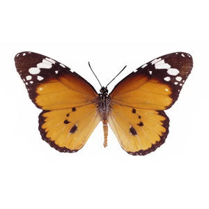Real Butterfly Shadow Box Display