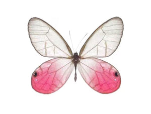 Round Butterfly Wing Pendant Necklace