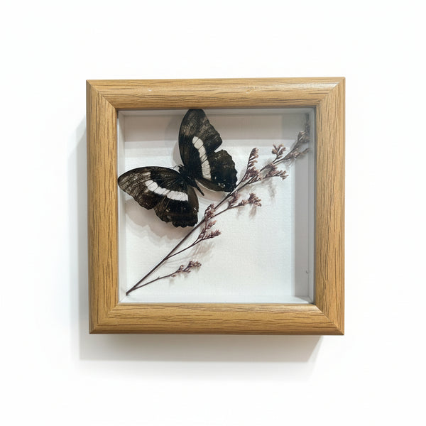 Butterfly Specimen Art - Bespoke YEG - Painted Door on Main