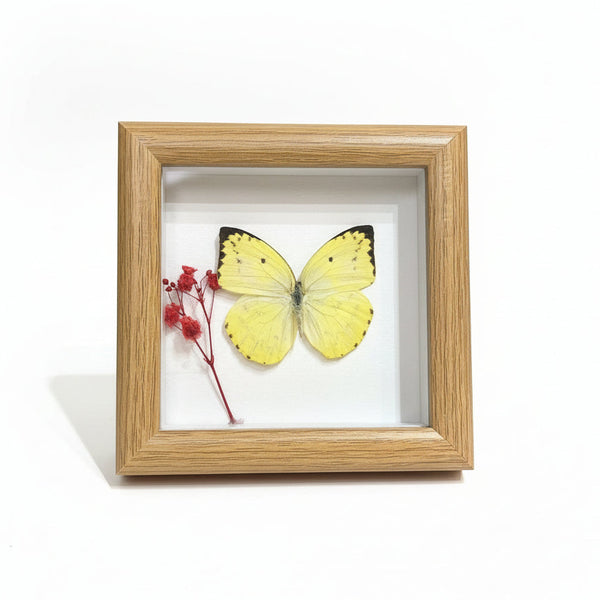 Butterfly Specimen Art - Bespoke YEG - Painted Door on Main