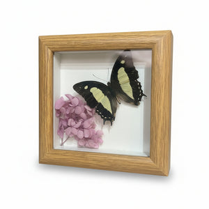 Butterfly Specimen Art - Bespoke YEG - Painted Door on Main