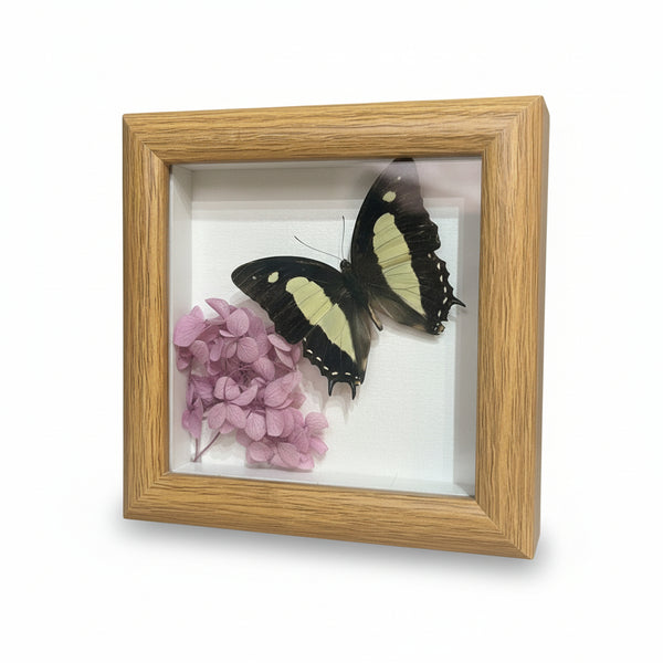 Butterfly Specimen Art - Bespoke YEG - Painted Door on Main