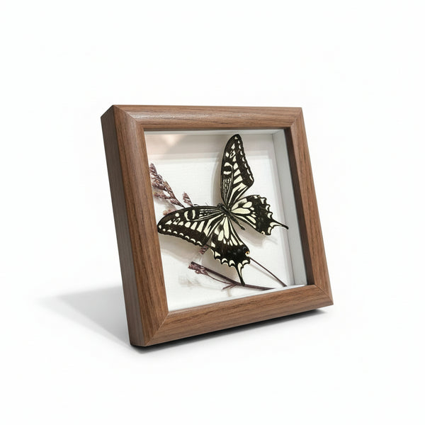 Butterfly Specimen Art - Bespoke YEG - Painted Door on Main