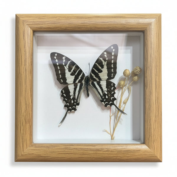 Butterfly Specimen Art - Bespoke YEG - Painted Door on Main