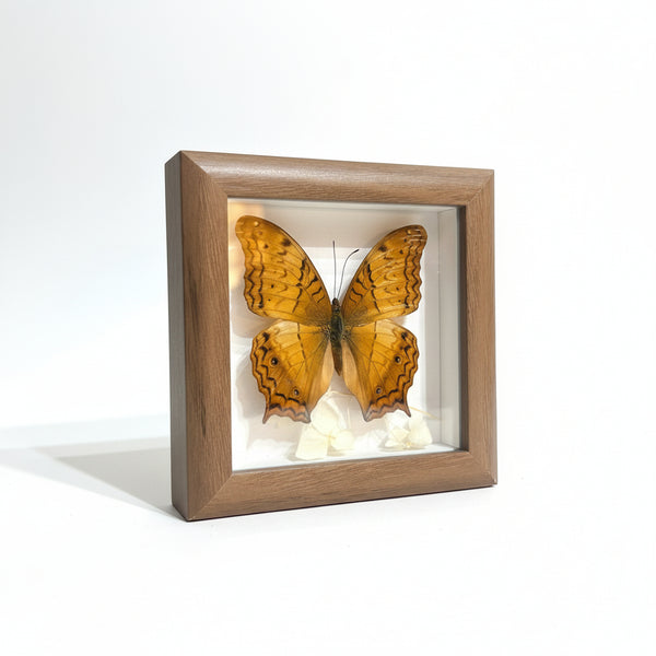 Butterfly Specimen Art - Bespoke YEG - Painted Door on Main