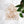 COMING SOON Greenhouse Prismatic Window Cling - Painted Door on Main