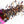 Elderberry Juice DIY Kit - Bush Berry - Painted Door on Main