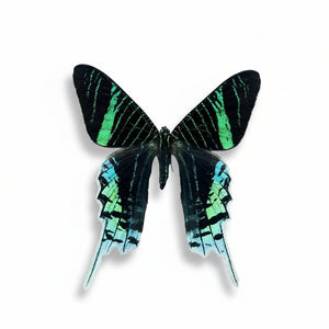 Geometric Butterfly Wing Earrings - Painted Door on Main - 147 Monarca Jewelry & Decor