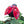 Ladybug Plant Picks - Painted Door on Main