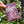 Lupins (Inner Strength) - Floriography Seed Packet - Painted Door on Main