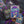 Major Arcana Floriography Tarot Reading - Painted Door on Main