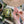 Mystery Seed Packet (Bravery) - Floriography Seed Packet - Painted Door on Main