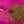 Organic 12 Herbs Of Christmas Tea - Painted Door on Main