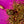 Organic 12 Herbs Of Christmas Tea - Painted Door on Main