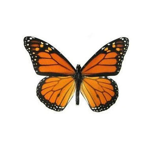 Real Butterfly Shadow Box Display - Painted Door on Main