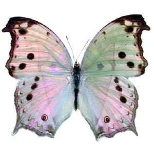 Real Butterfly Shadow Box Display - Painted Door on Main