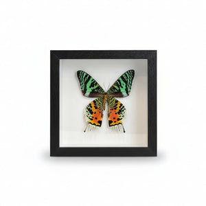 Real Butterfly Shadow Box Display - Painted Door on Main