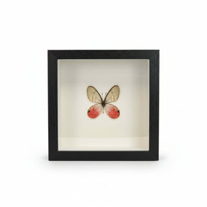 Real Butterfly Shadow Box Display - Painted Door on Main