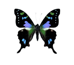 Round Butterfly Wing Pendant Necklace - Painted Door on Main