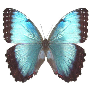 Round Butterfly Wing Pendant Necklace - Painted Door on Main