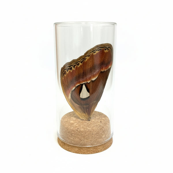 Single Real Wing Display - Monarca Jewelry & Decor - Painted Door on Main