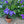Violet Felt Forever Flower - ForgetBKnot - Painted Door on Main