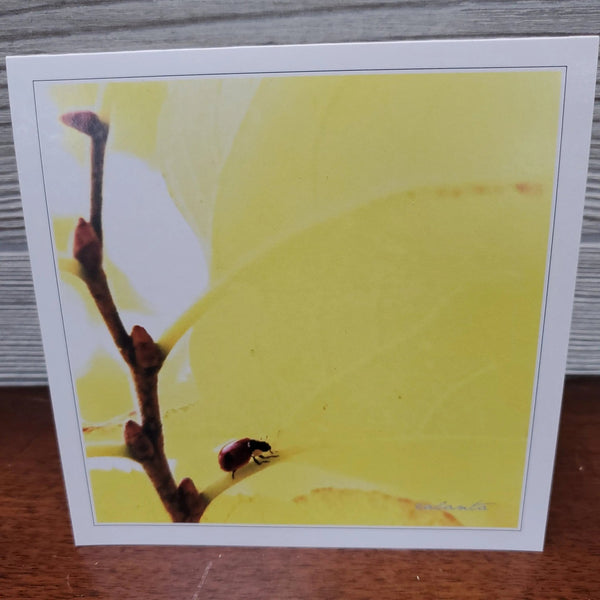 007 - 13 Greeting Cards - Ealanta Photography - Painted Door on Main