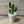 Load image into Gallery viewer, 009-18 Potted Cactus - A Touch Of Glass
