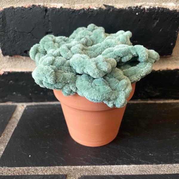 096-41 Potted Plushy Succulents - Willing Hands Crochet